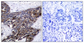 Connexin 43 (Phospho-Ser367) antibody