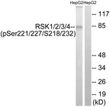 RSK1/2/3/4 (Phospho-Ser221/227/S218/232) ntibody
