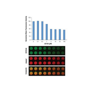 Anti-mouse IgG (H+L) (DyLight™ 800 4X PEG Conjugate)