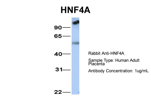 HNF4A Antibody - N-terminal region