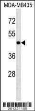 MAPK3 Antibody