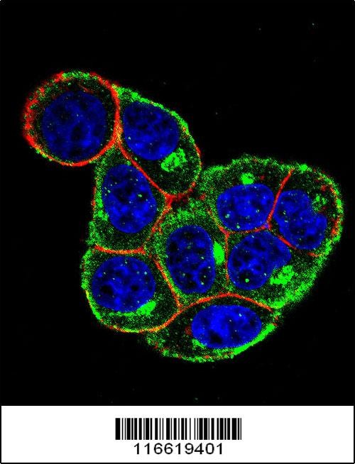 CCND1-Y226 Antibody