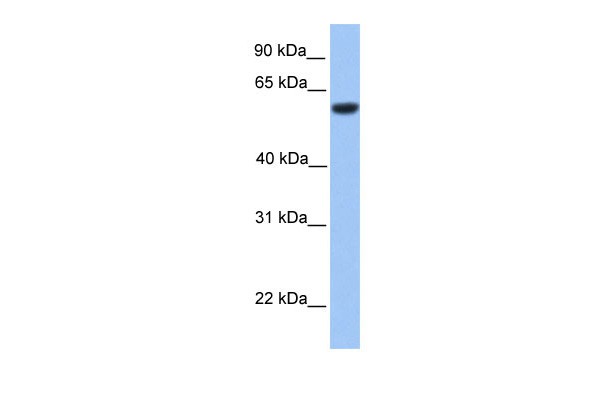 ZNF545 antibody - C-terminal region