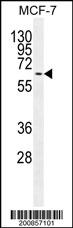 MAPK15 Antibody