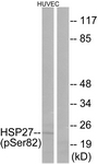 HSP27 (Phospho-Ser82) antibody