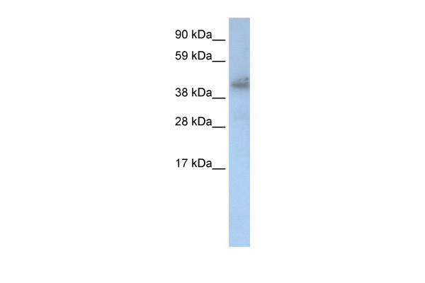 ZNF620 antibody - C-terminal region