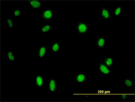 MPG Antibody (monoclonal) (M07)