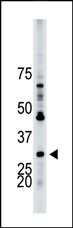 YWHAB Antibody