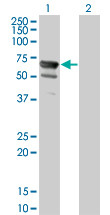 NT5C2 Antibody (monoclonal) (M02)