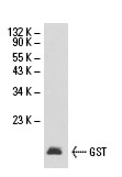 GST Antibody (1-109)