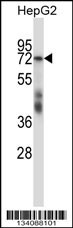 SF1 Antibody