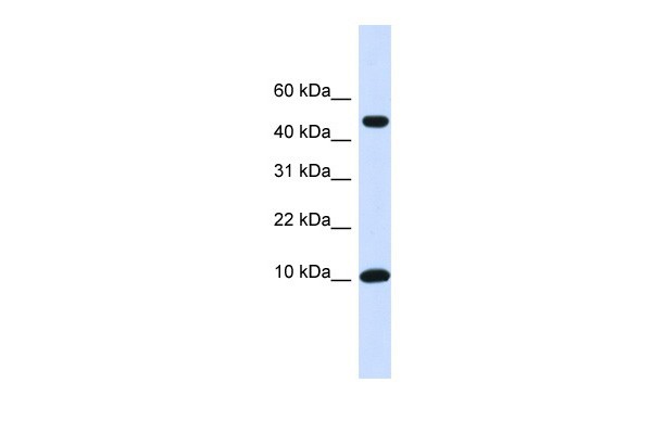 ZNF706 antibody - N-terminal region