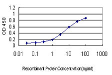 NMNAT2 Antibody (monoclonal) (M01)