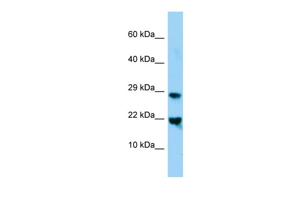 Mafg Antibody - N-terminal region