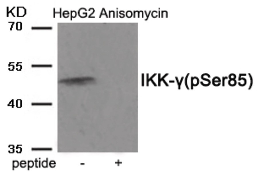IKK-γ (phospho Ser85) Antibody