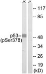 p53 (Phospho-Ser378) antibody
