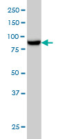 MAN1B1 Antibody (monoclonal) (M01)