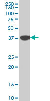 NMI Antibody (monoclonal) (M03)