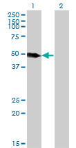 LSP1 Antibody (monoclonal) (M07)