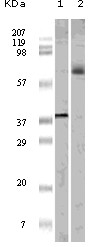 ELK1 Antibody