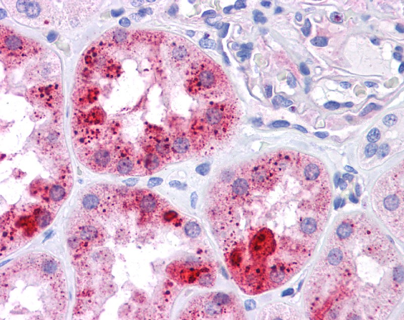 MUC1 antibody - N-terminal region
