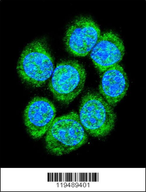 CTNB1 Antibody