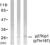 p27 Kip1 (Phospho-Thr187) antibody