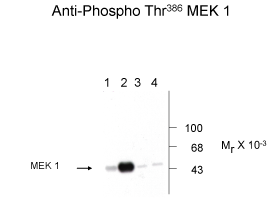 MEK1 (phospho Thr386) Antibody