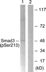 Smad3 (Phospho-Ser213)antibody
