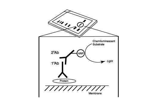 Anti-rabbit IgG, HRP-linked Antibody