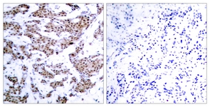 MEF2A (Phospho-Thr312) antibody