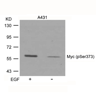 c-Myc (phospho Ser373) antibody