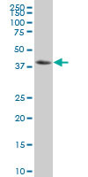 NFKBIB Antibody (monoclonal) (M03)