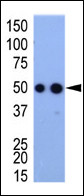 HA Tag Antibody