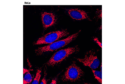 Anti-rabbit IgG (H+L), F(ab') 2 Fragment (Alexa Fluor ® 594 Conjugate)