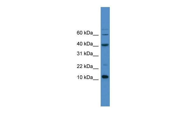 CASP3 antibody - C-terminal region