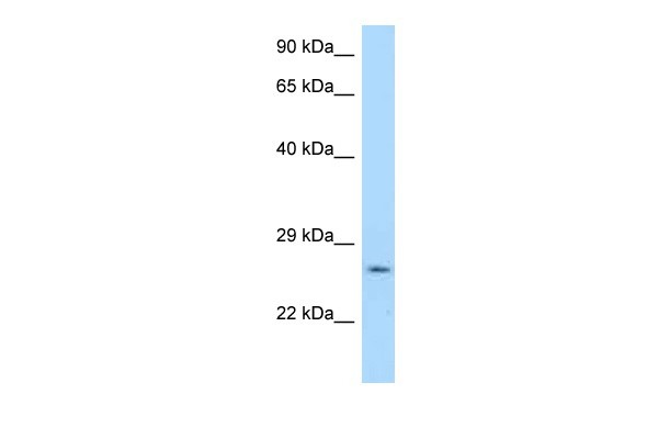 Ywhag antibody - N-terminal region