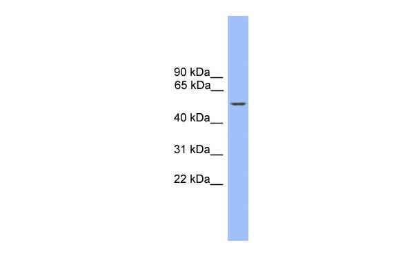 ZBTB8 antibody