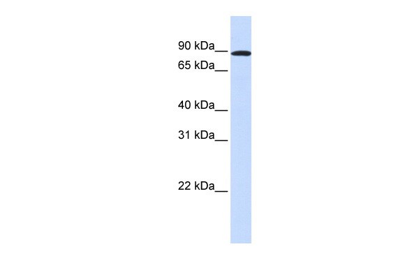 SMAD4 antibody - middle region