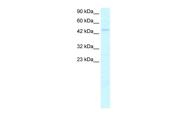 MYCN antibody - C-terminal region