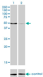 MPP1 Antibody (monoclonal) (M02)