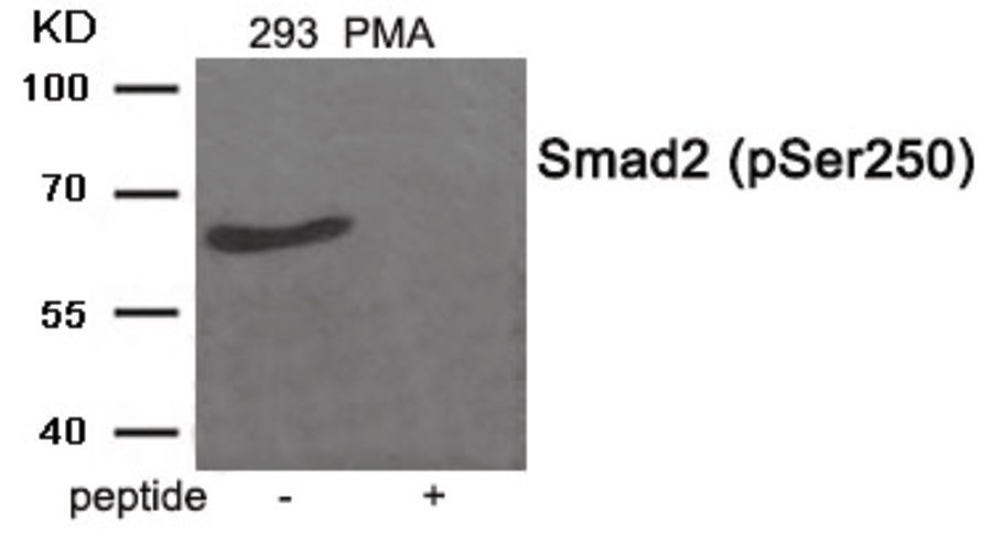Smad2 (phospho Ser250) Antibody
