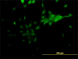 NR2E1 Antibody (monoclonal) (M06)