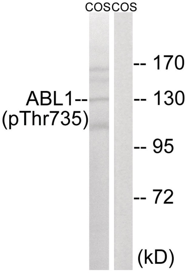 ABL1 (phospho Thr735) Antibody