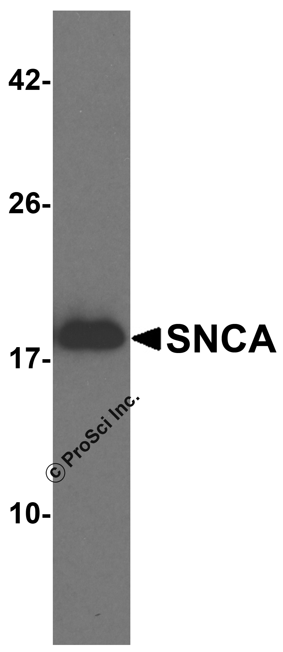 SNCA Antibody