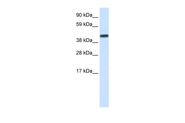 CNOT2 antibody - middle region