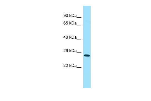 4930567H17Rik antibody