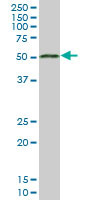 MGC21874 Antibody (monoclonal) (M06)