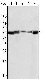 LYN Antibody