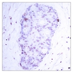 NF-kappaB p105/p50 (Phospho-Ser907) antibody